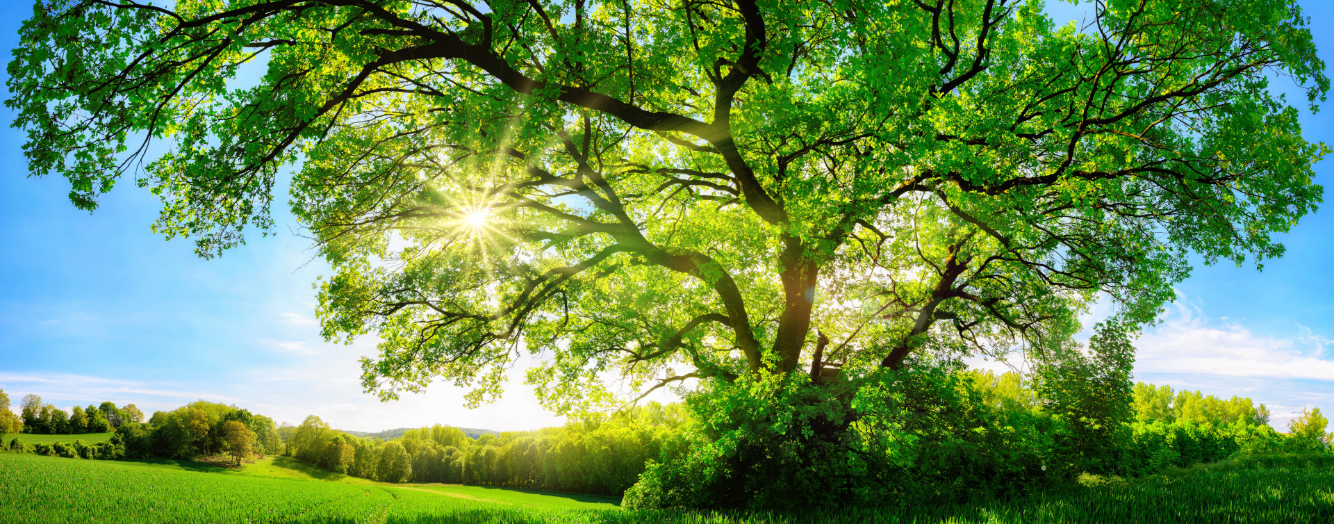 Going the extra (leafy) mile: We’re planting 2 trees for every new virtual server